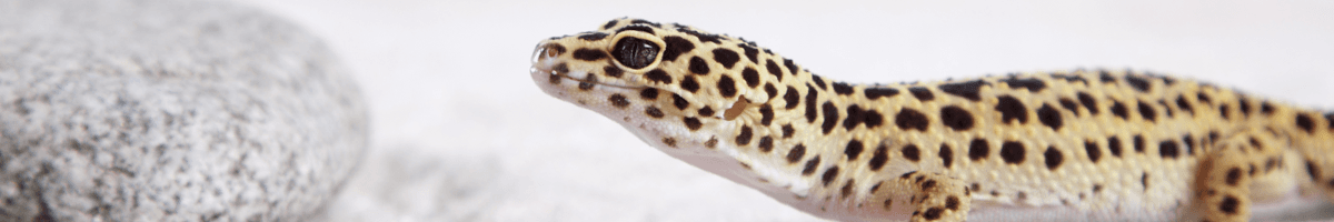 Leopardgecko iFokus
