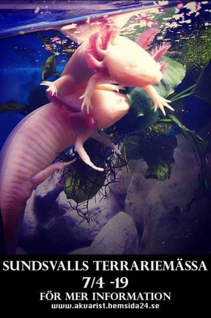 Sundsvalls terrariemässa, STM