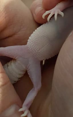 Leopardgecko kön!